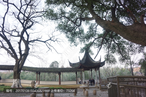 古樟樹(shù)