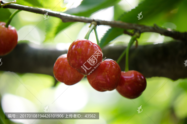 櫻桃,櫻桃樹