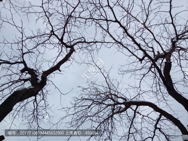 樹枝-匯圖網(wǎng) www.fosd68.com 樹枝