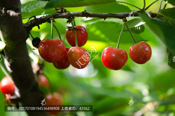 櫻桃,櫻桃樹