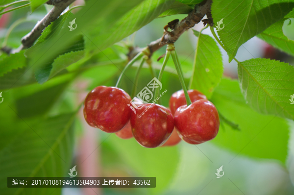 櫻桃,櫻桃樹