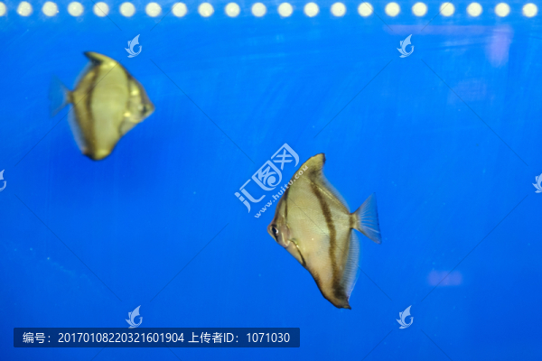 熱帶魚