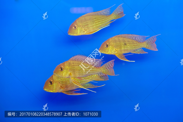 熱帶魚