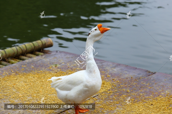 鵝