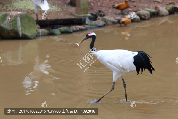 丹頂鶴