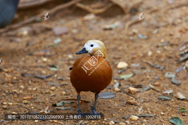 赤麻鴨