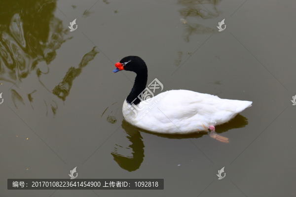 黑頸天鵝