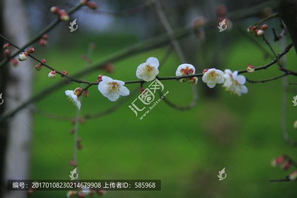 梅花白梅