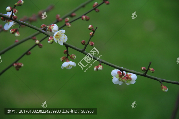 梅花白梅