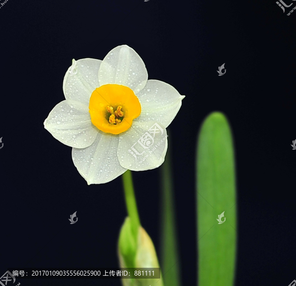 水仙,金盞銀臺,玉玲瓏,凌波仙