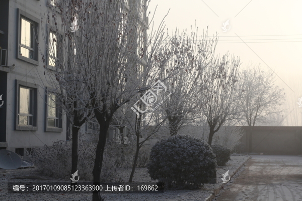 早上的樹(shù)掛