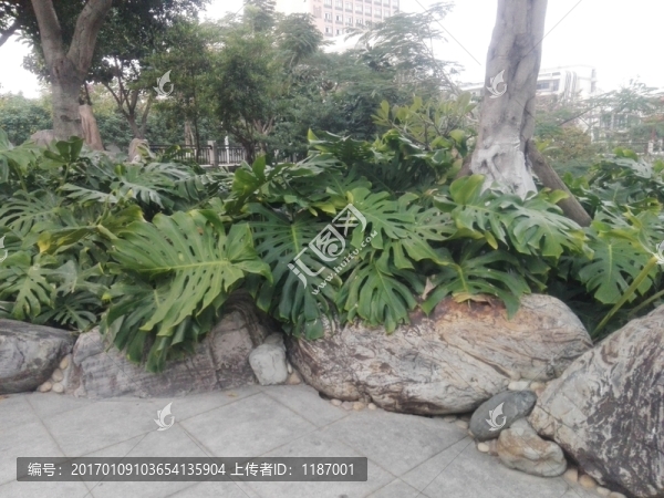 巖石和綠植4