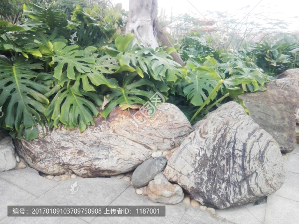 巖石和綠植3