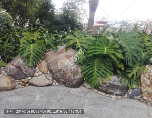 巖石和綠植1
