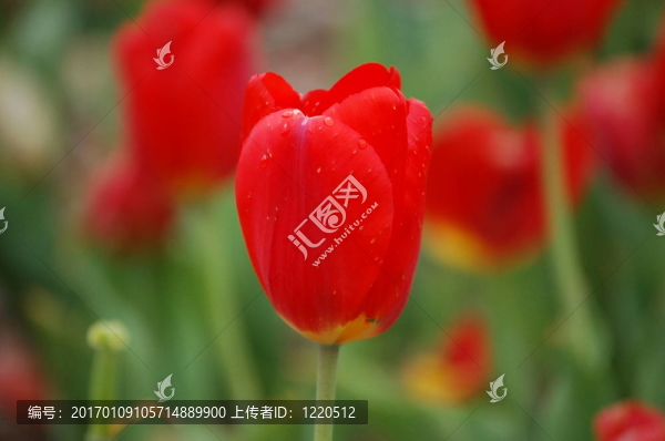 杜威的紅色郁金香