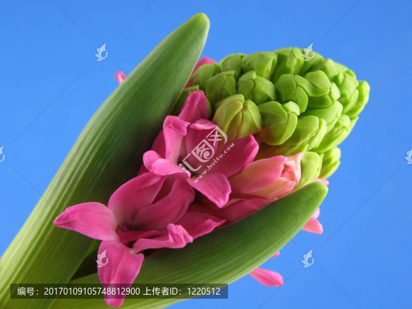 粉紅色的風(fēng)信子