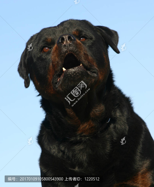 危險(xiǎn)的羅特韋爾犬