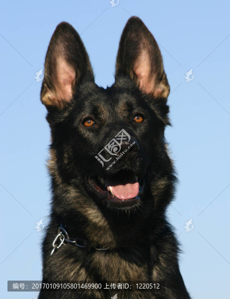 黑色的德國牧羊犬