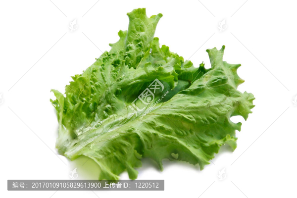 綠色大鮮沙拉葉