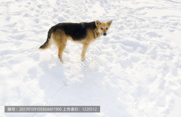 狗在雪