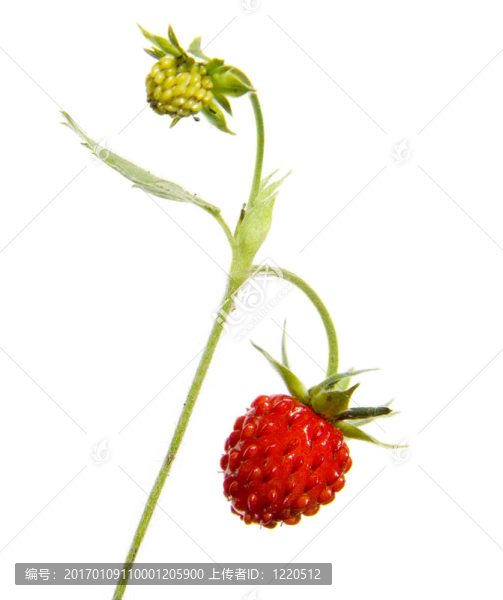 野野草莓科