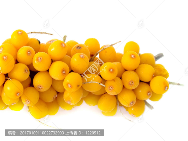 一個(gè)漿果沙棘漿果冷凍在冰柜的分支-匯圖網(wǎng) www.fosd68.com 一個(gè)漿果沙棘漿果冷凍在冰柜的分支