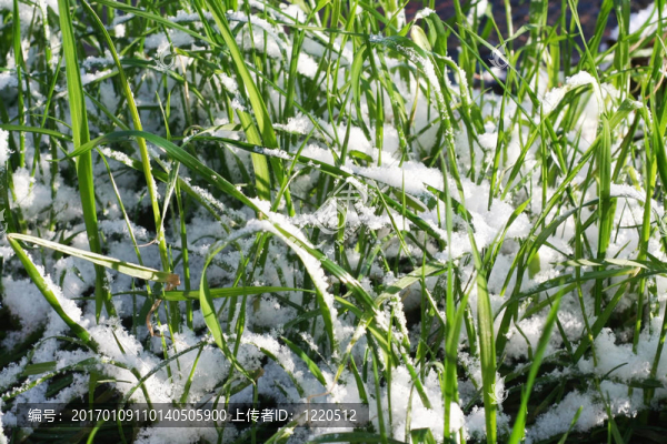 積雪草