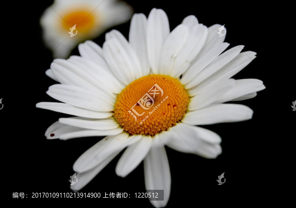 雛菊花