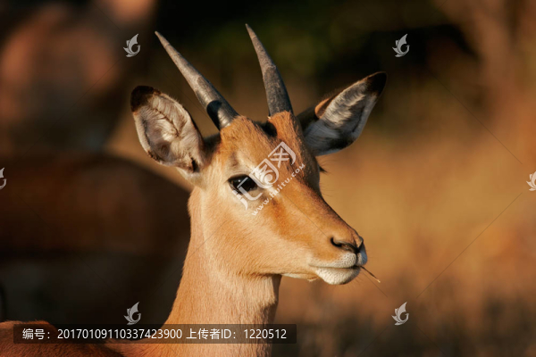 黑斑羚