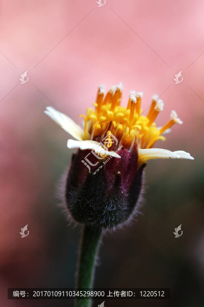 羽芒菊-匯圖網(wǎng) www.fosd68.com 羽芒菊