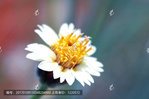 可愛的路花