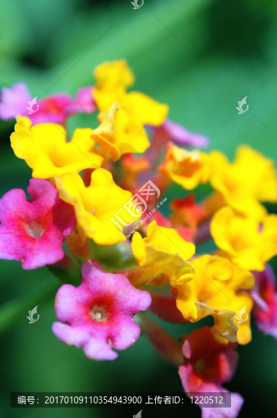 蘭塔納的花