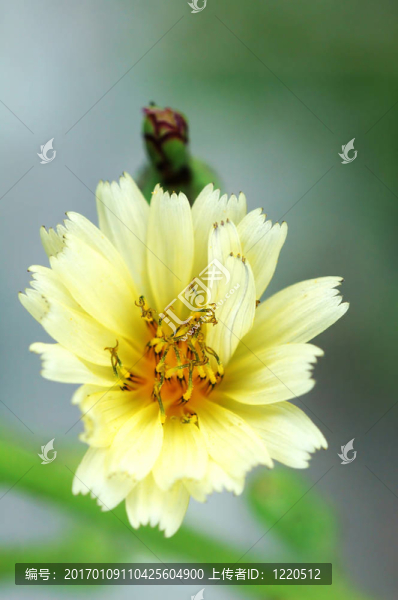生菜