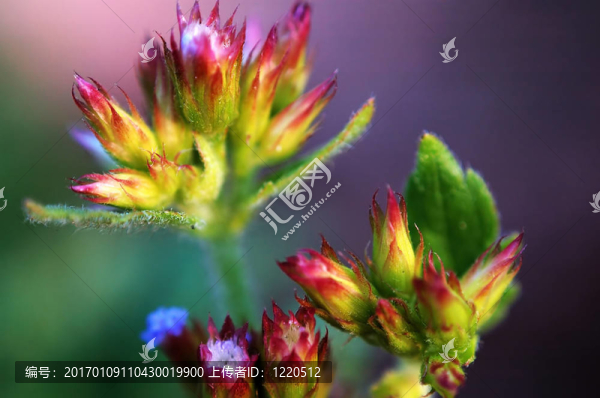 eupatori綻放