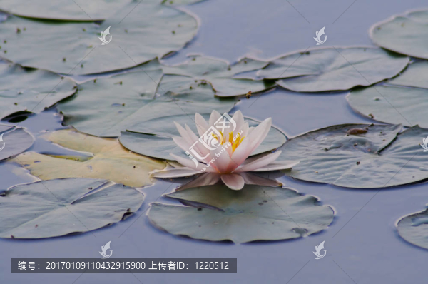 睡蓮