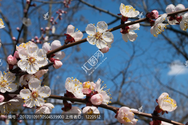 花的樹(shù)
