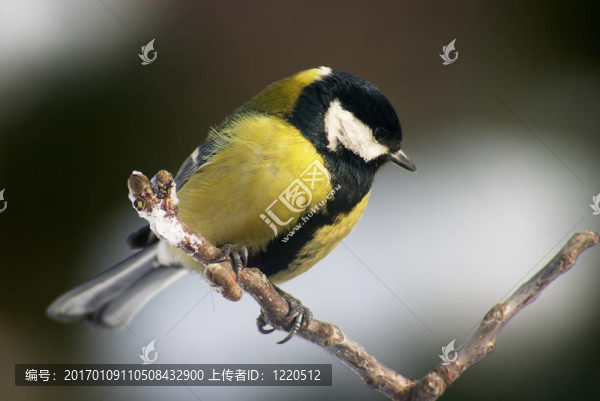 大山雀的鳥
