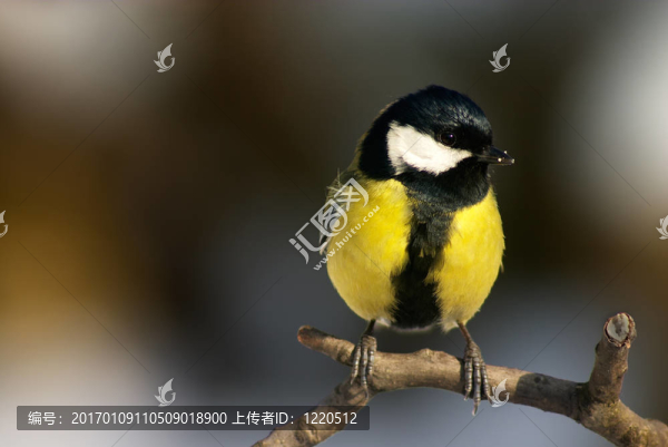 山雀的鳥