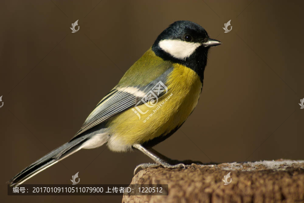 山雀鳥在存根