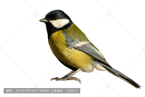 山雀鳥孤立在白色