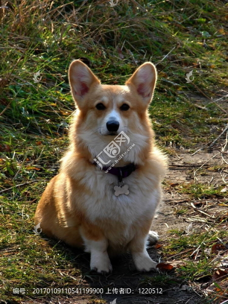 威爾士柯基犬-匯圖網(wǎng) www.fosd68.com 威爾士柯基犬