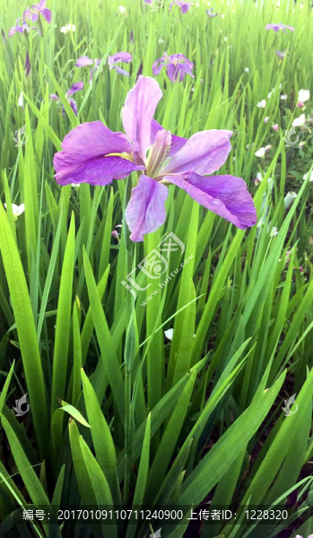鳶尾花