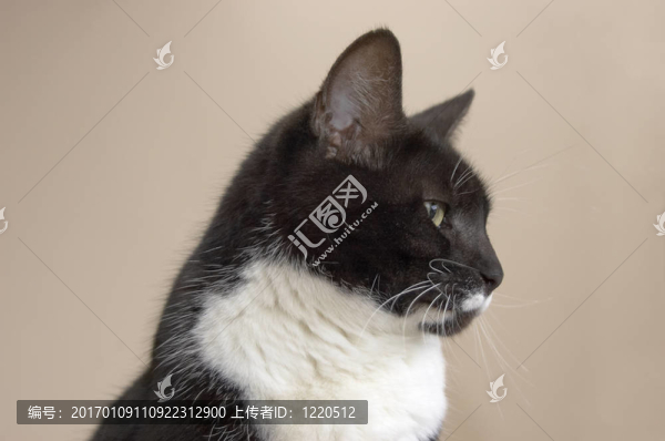 貓