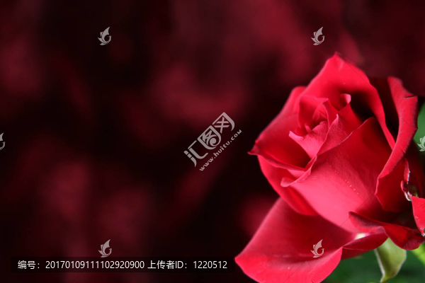 紅玫瑰