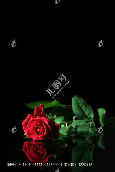 紅玫瑰-匯圖網(wǎng) www.fosd68.com 紅玫瑰