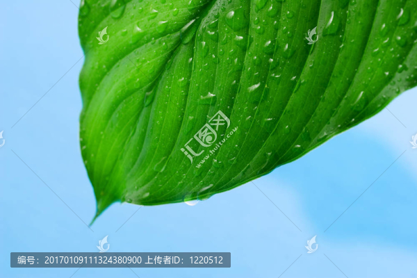 綠色的葉子