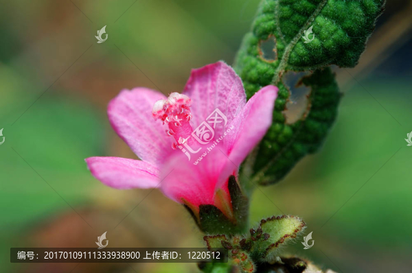 粉紅色的小花