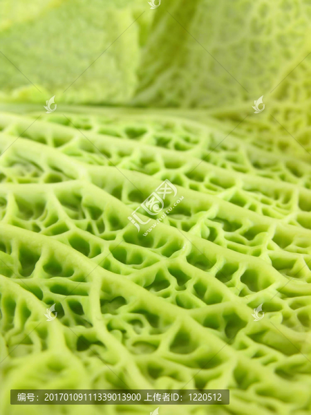 綠色的紋理-匯圖網(wǎng) www.fosd68.com 綠色的紋理