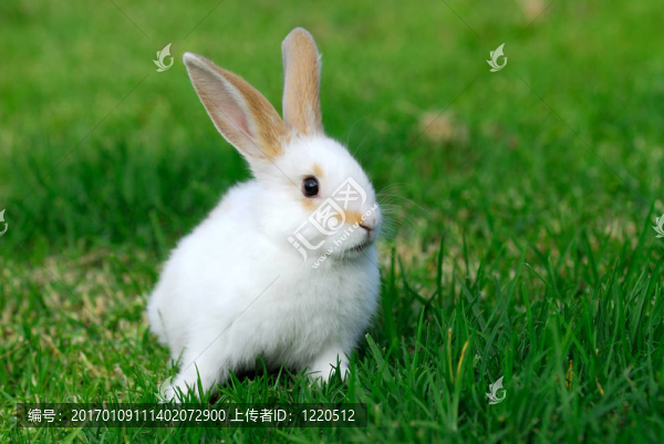 白色的兔子
