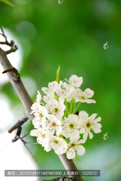 蘋果花